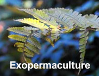 EXOPERMACULTURE